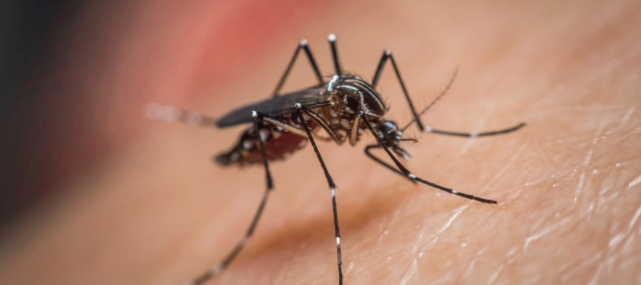 Imagem do post um mosquito na pele de uma pessoa